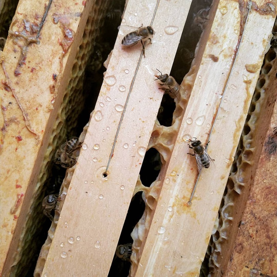 Méhek a kaptárban a Mézcsepp Manufaktúrában