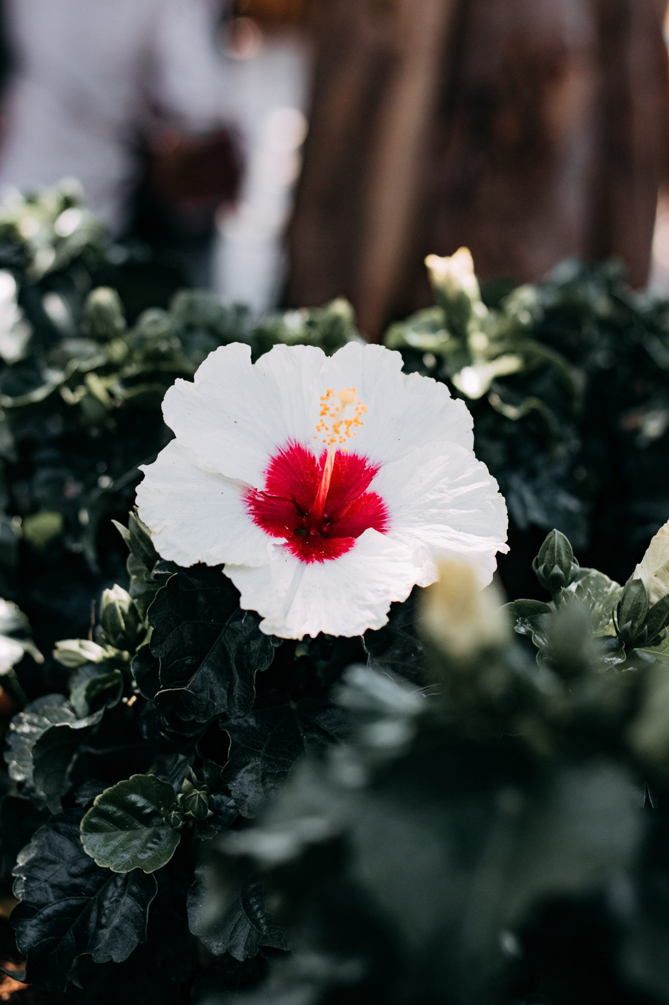 hibiszkusz