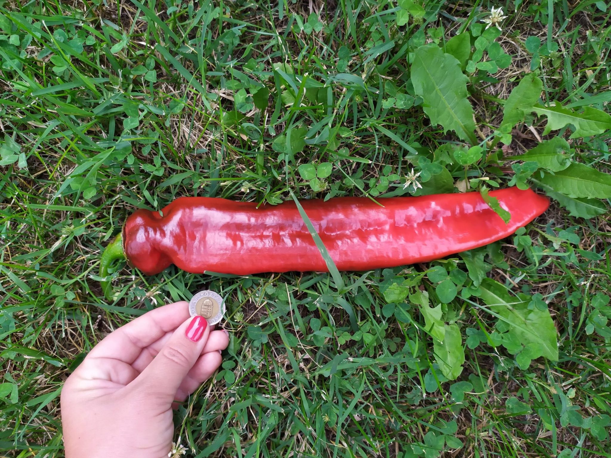 gigant aconcagua paprika - a világ legnagyobb paprikája