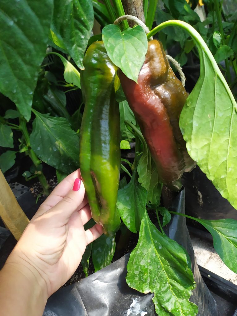 Giant Aconcagua paprika