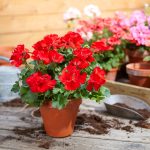 pelargonium for europe - muskátli