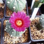 Astrophytum
