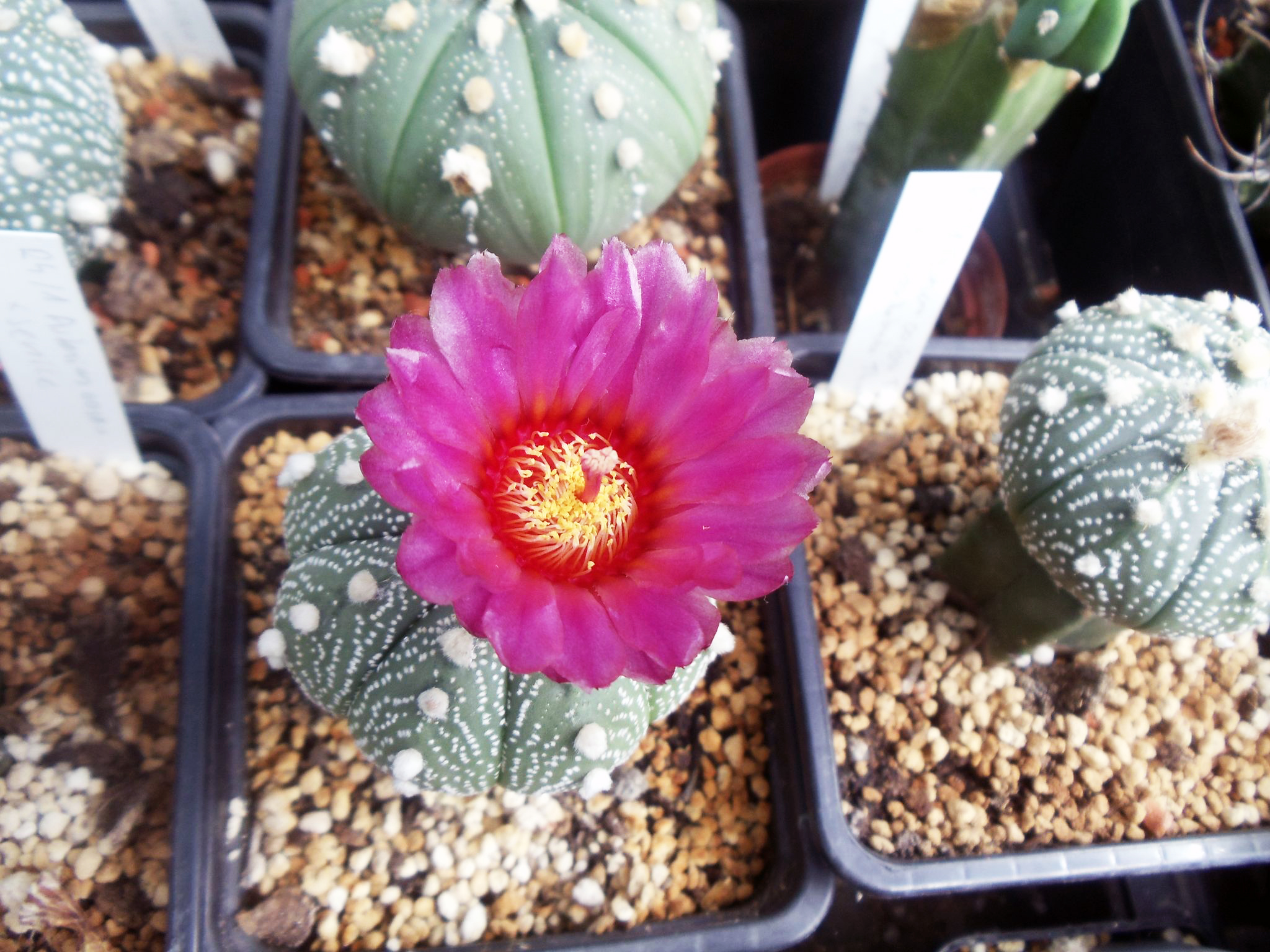 Astrophytum
