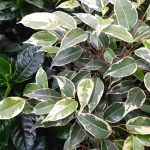 Ficus benjamina