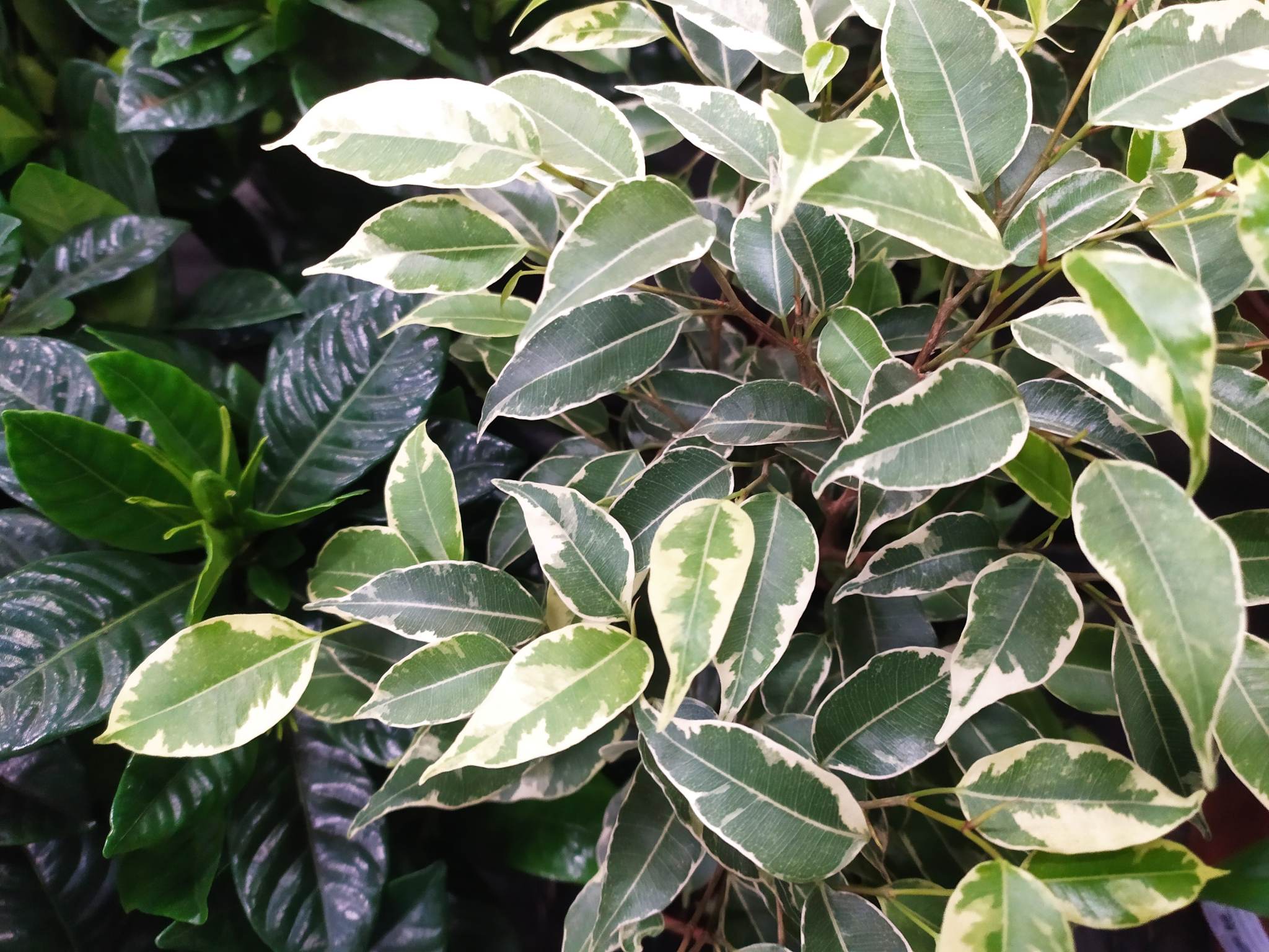 Ficus benjamina