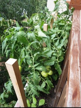 Paradicsom termesztés - Balkonkertész - Kertportál - Olvasói Siker