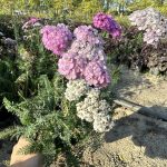 Achillea millefolium