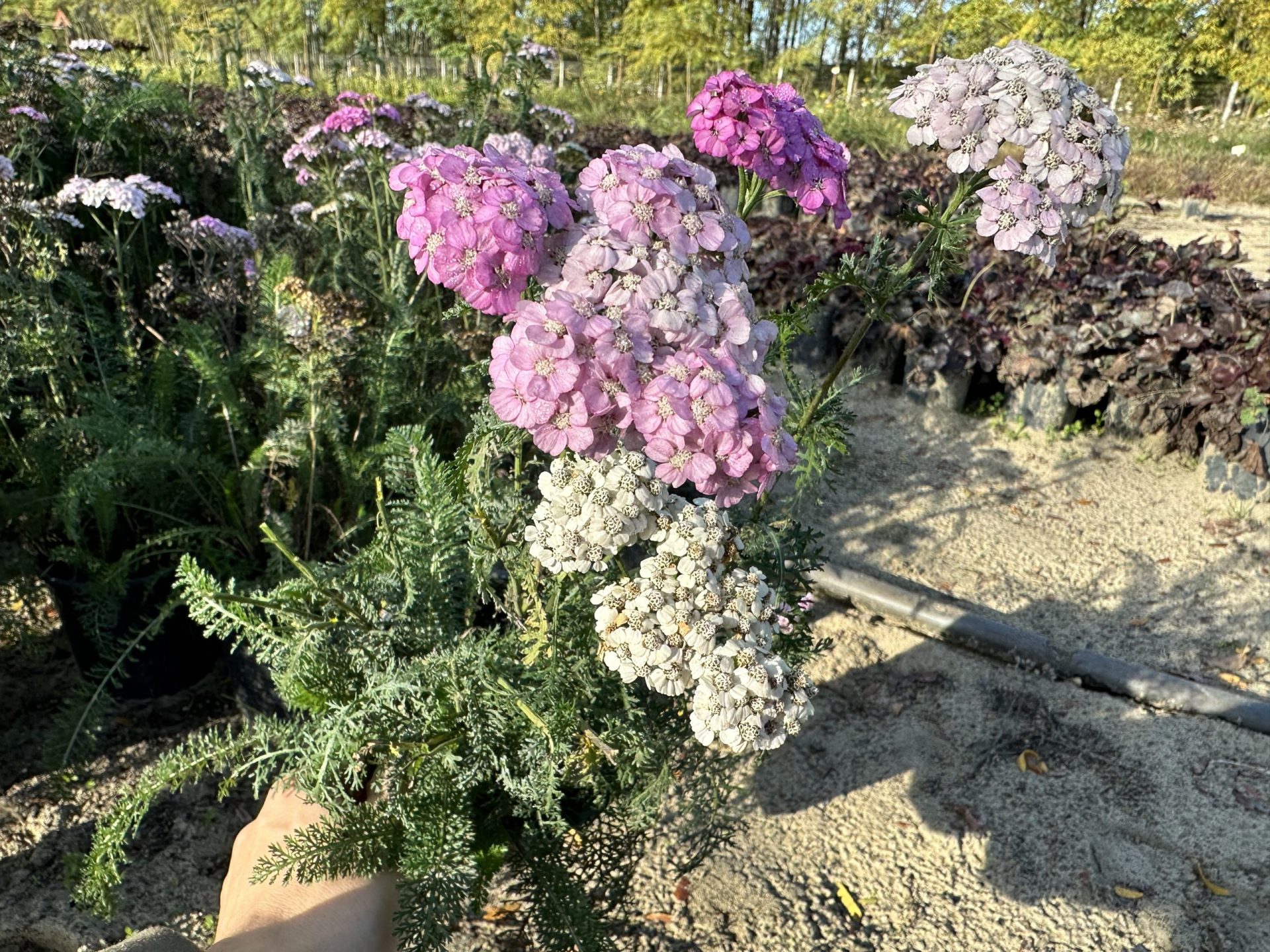 Achillea millefolium