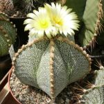 Astrophytum-ornatum