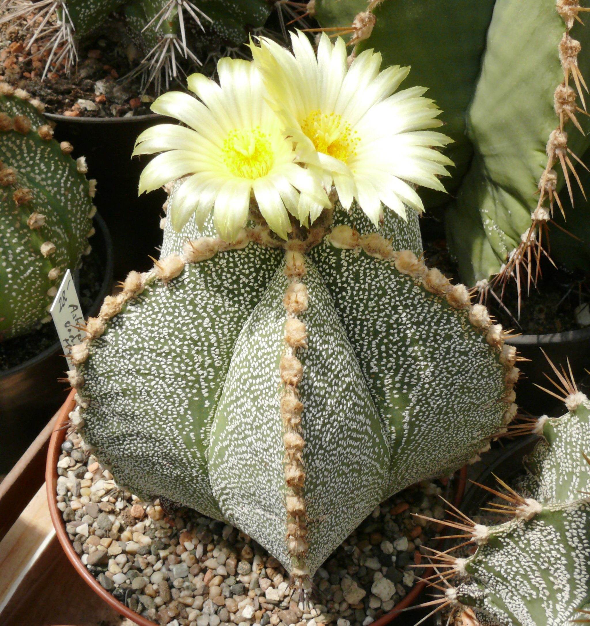 Astrophytum-ornatum