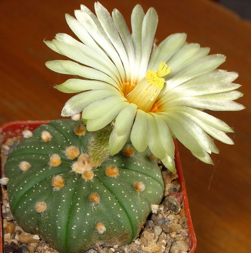 Astrophytum_asterias_virága