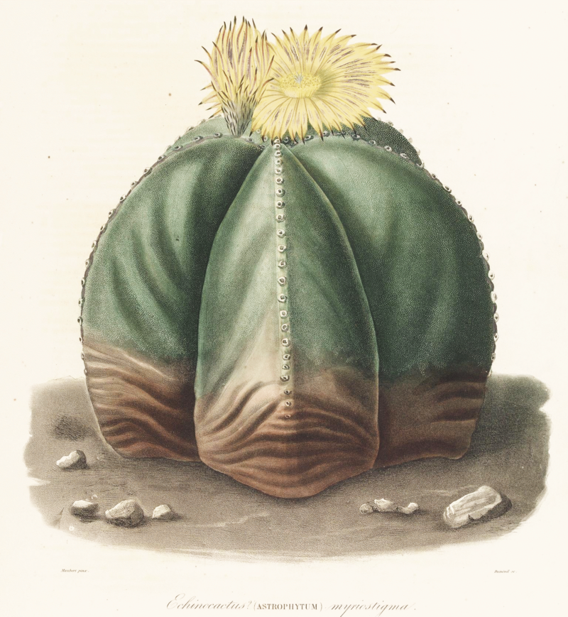 Astrophytum_myriostigma_Lem