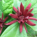 Calycanthus_floridus - fűszercserje