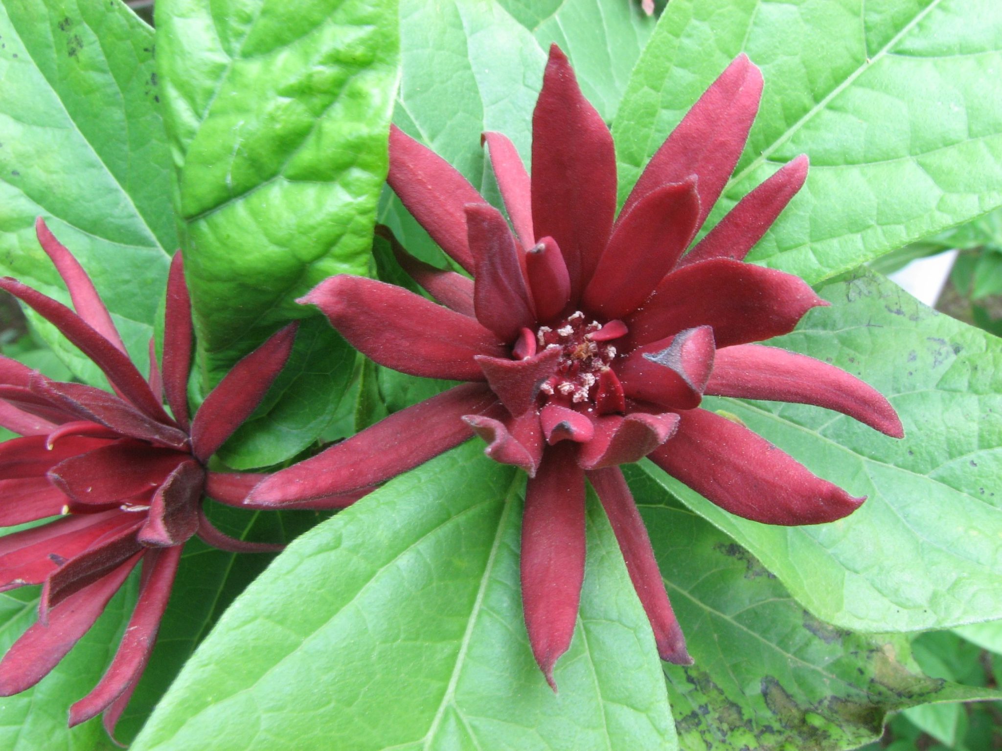 Calycanthus_floridus - fűszercserje