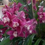 Cymbidium orchidea