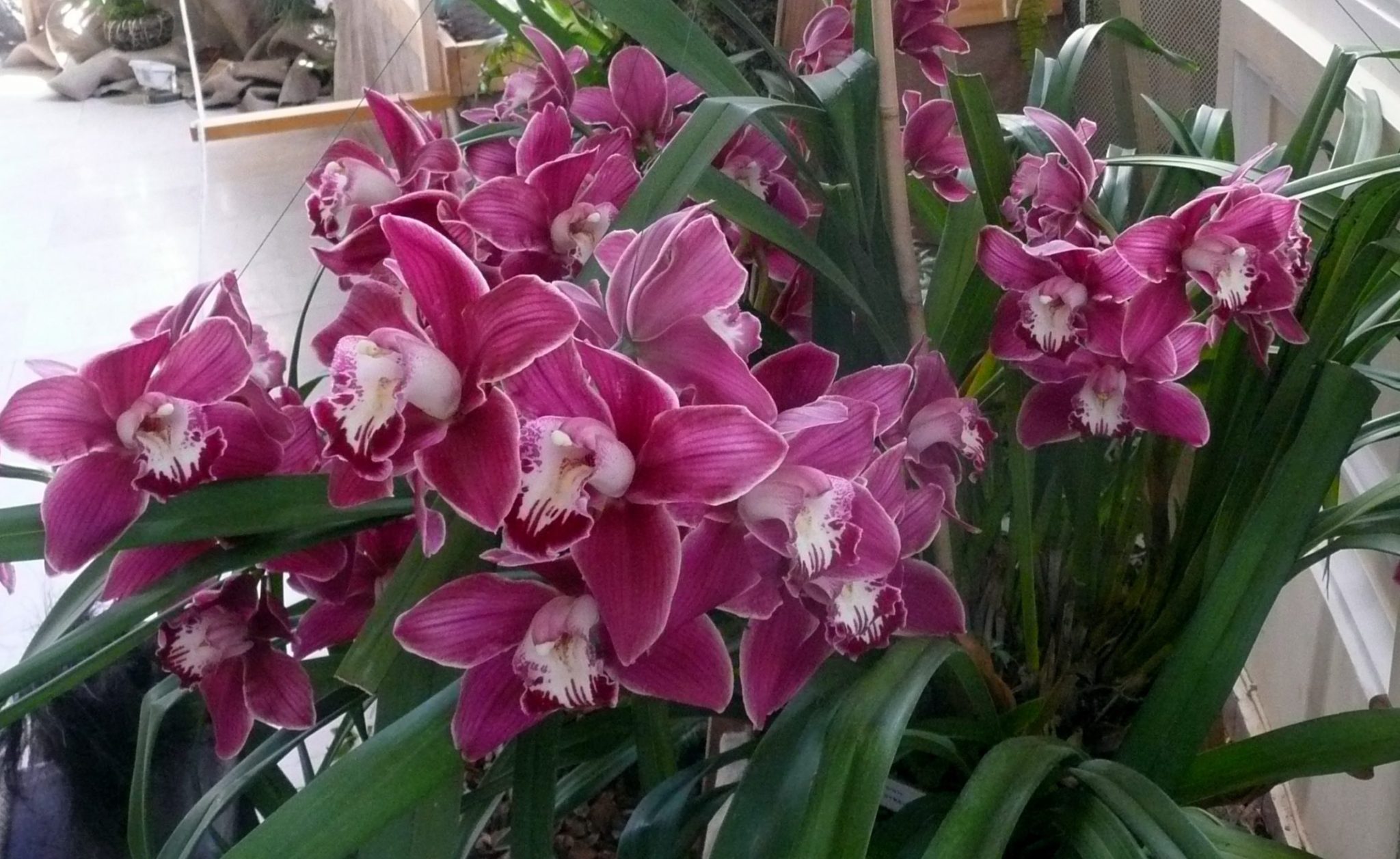 Cymbidium orchidea