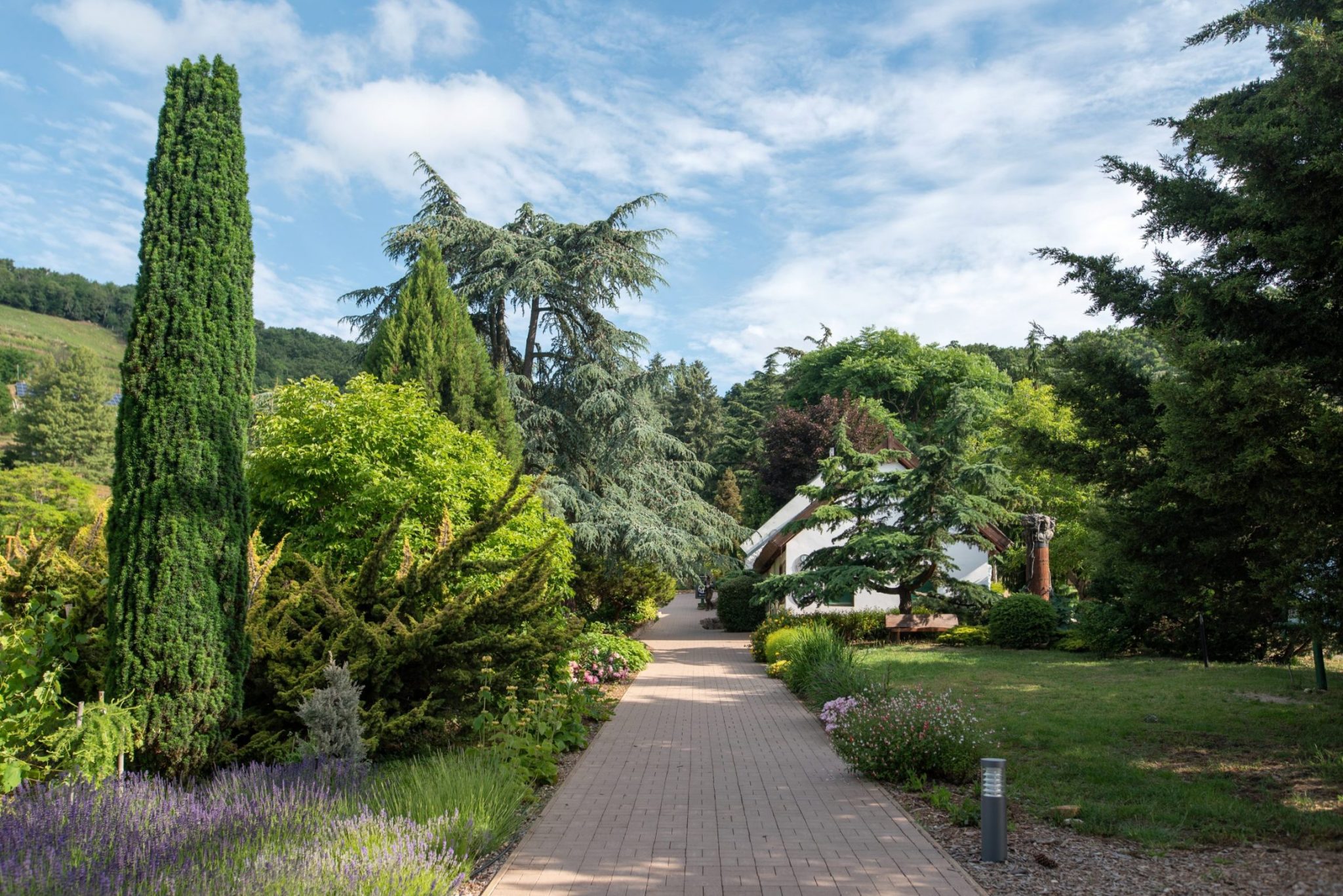 Folly Arborétum Oszlopos tiszafa Robusta