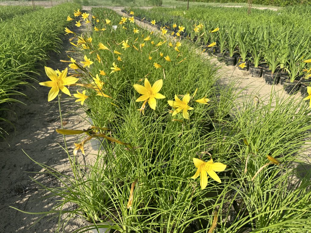 Hemerocallis spp, Hegede