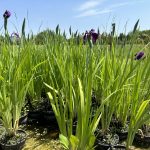 Iris-ensata-Amethyst