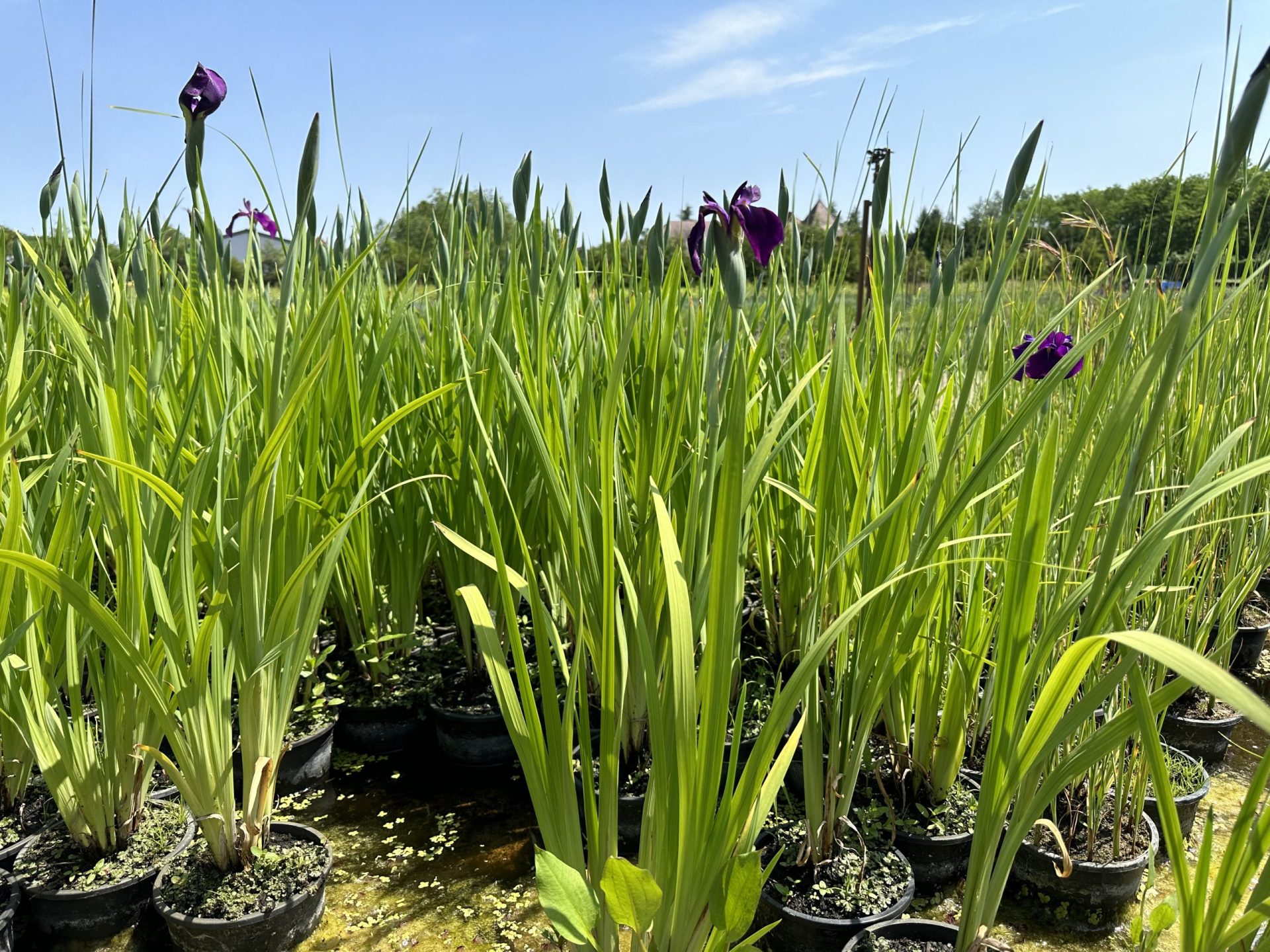 Iris-ensata-Amethyst