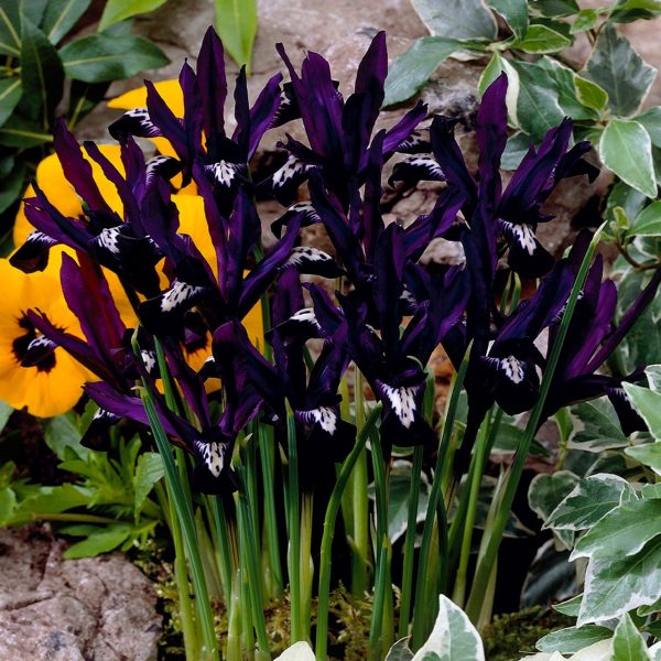 Iris_Reticulata_Pauline