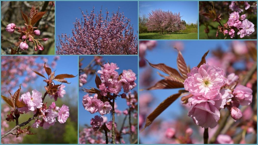 Kecskeméti arborétum virágzás idején