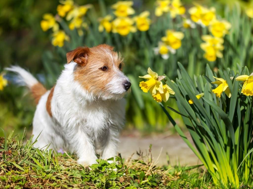 Kutya a kertben - Így óvd meg féltett növényeidet kedvencedtől