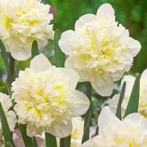 Narcissus 'Ice King' - teltvirágú nárcisz