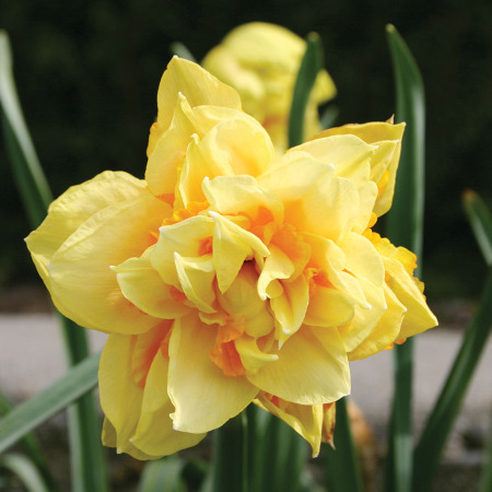 Narcissus double 'Texas'