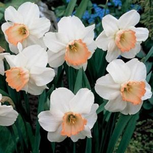 Narcissus large cupped 'Pink Pride'
