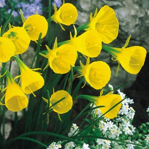Narcissus species 'Bulbocodium conspicuus'