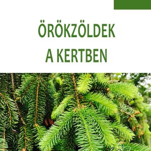 ÖRÖKZÖLDEK A KERTBEN