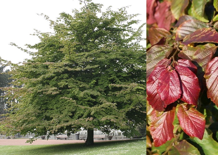 Parrotia persica - A lombszínekkel is játszhatunk