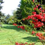 Tiszakurti-Arboretum-Japanbirs