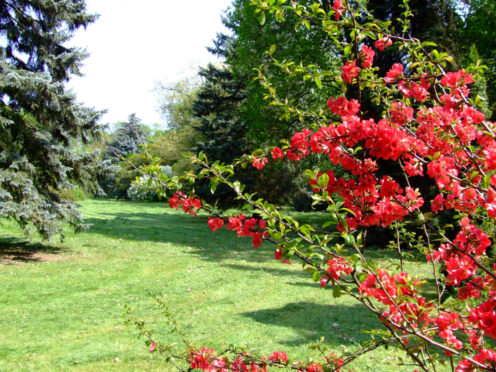 Tiszakurti-Arboretum-Japanbirs