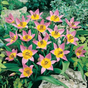 Tulipa botanical 'Saxatilis'