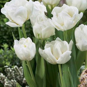 Tulipa double early 'Marina Ingman'