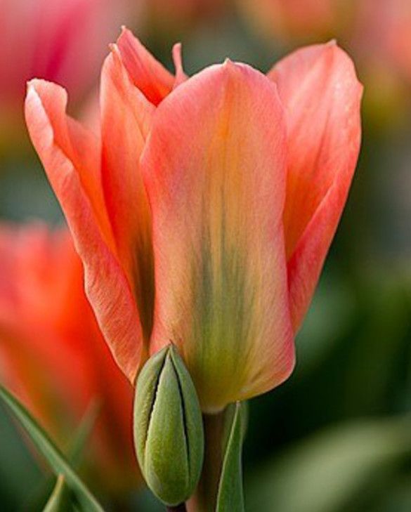 Tulipa fosteriana 'Apricot Emperor'