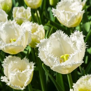 Tulipa fringed 'Honeymoon