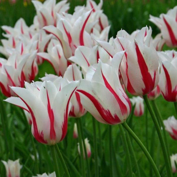 Tulipa lilyflowered 'Marilyn'