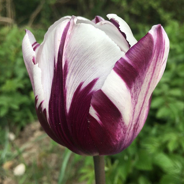 Tulipa single early 'Flaming Prince'