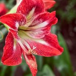 Amarilisz (Hippeastrum) ápolása két virágzás között