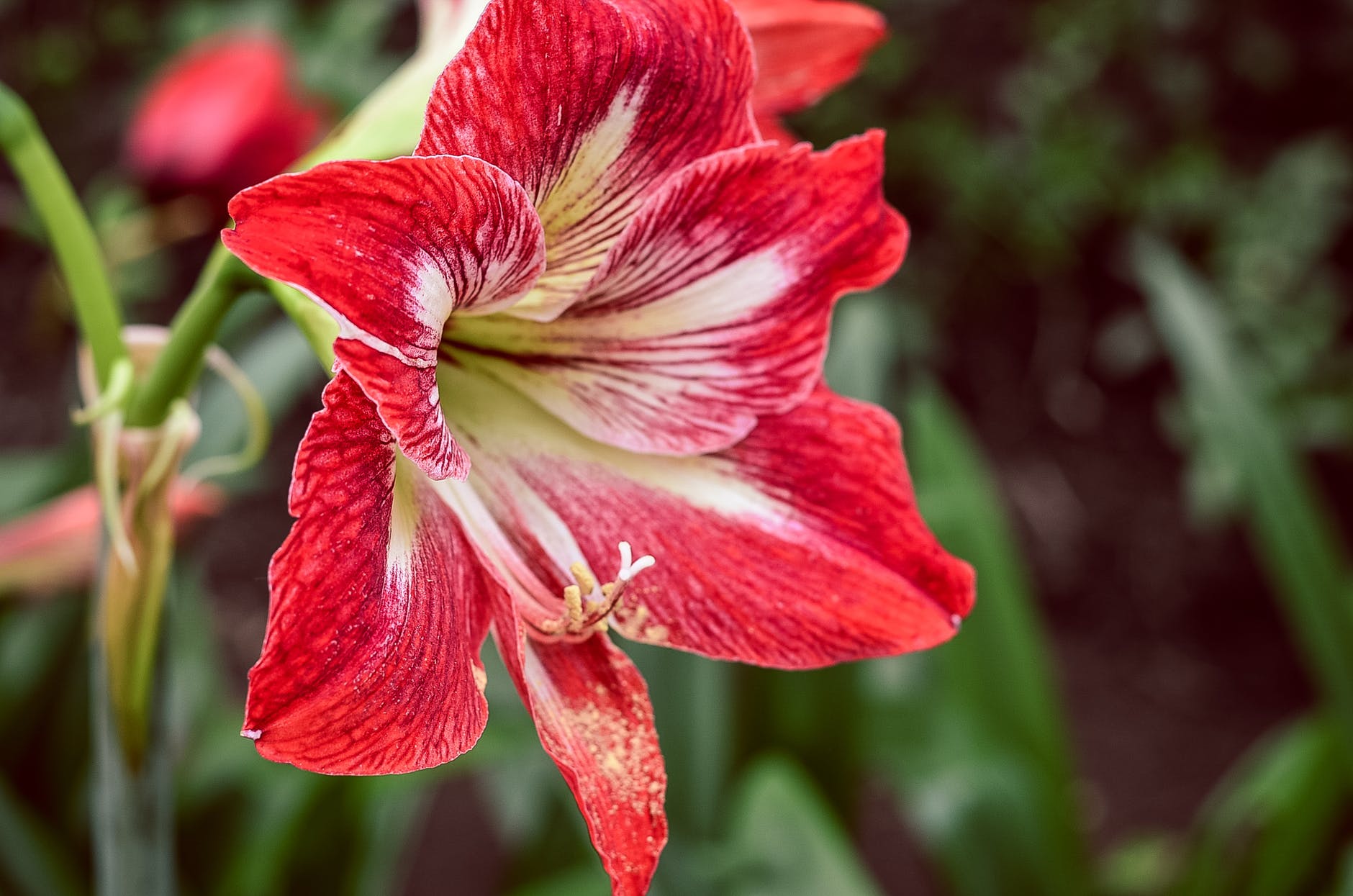 Amarilisz (Hippeastrum) ápolása két virágzás között