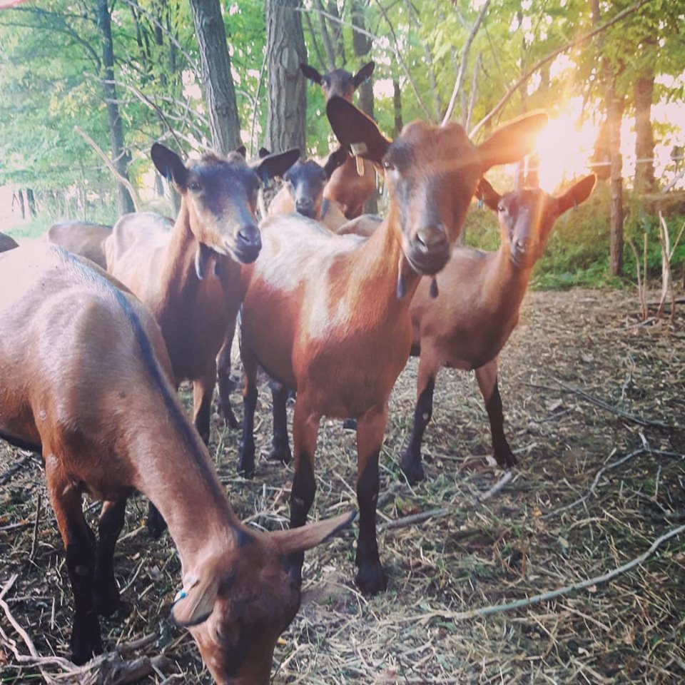 Kecskék az Apis-Farm birtokon