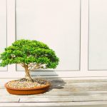 bonsai ápolása