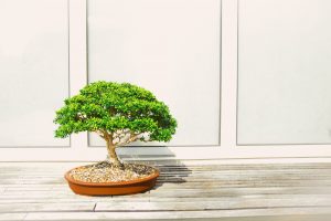bonsai ápolása