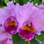 Cattleya - bugáskosbor
