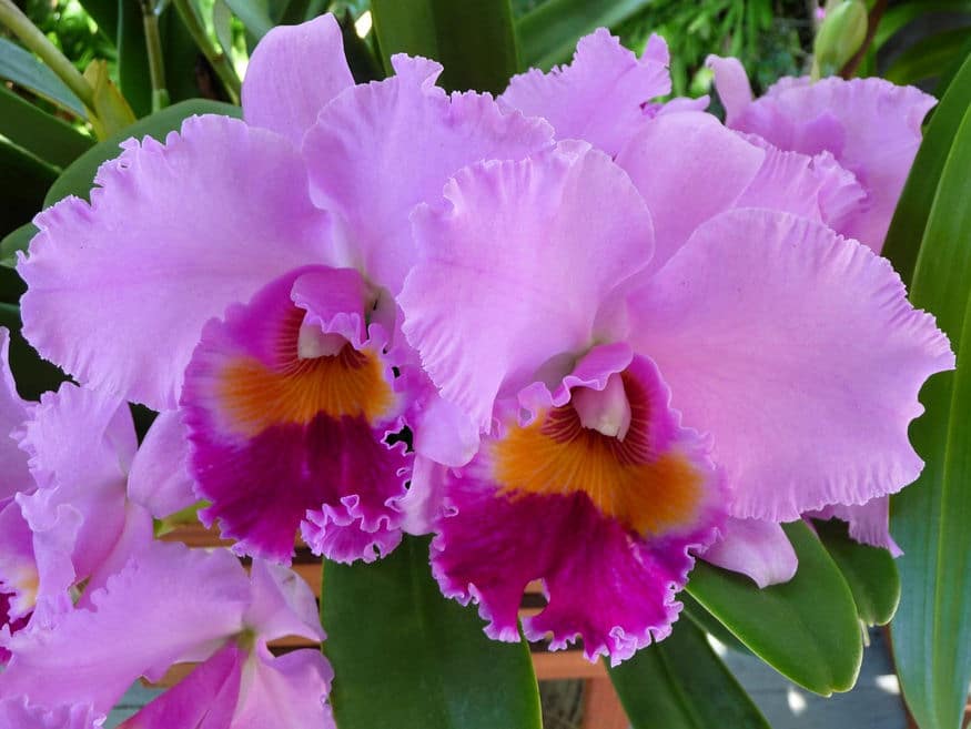Cattleya - bugáskosbor