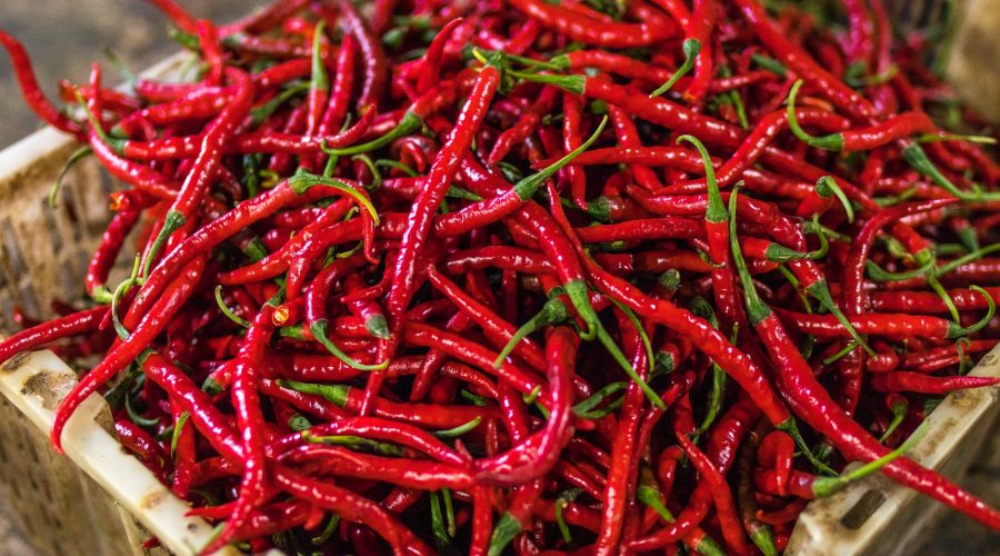 chili metszése ritkítás érésgyorsítás