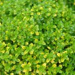 citromos_kakukkfu_thymus_x_citriodorus_archers_gold